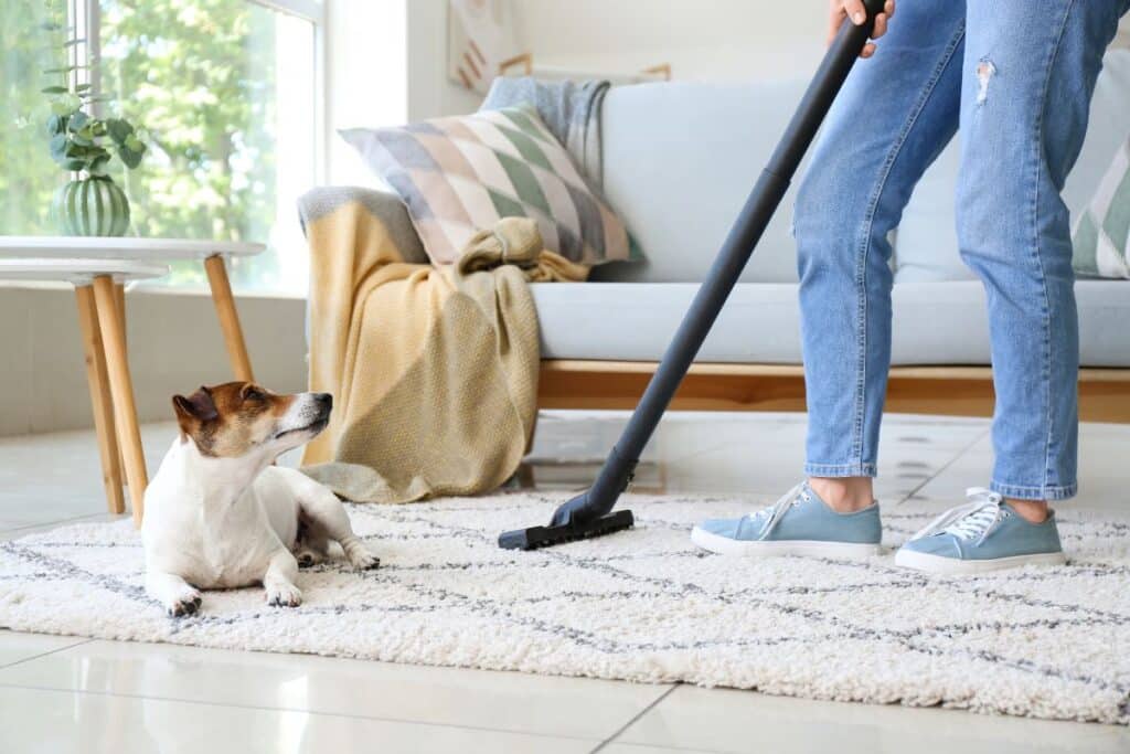 cleaning a carpet with pets