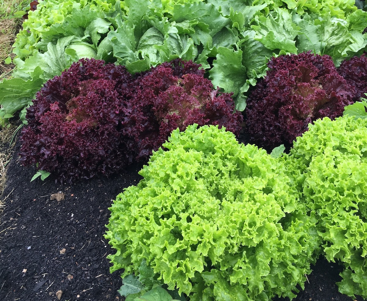 lettuce in the garden horizontal